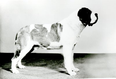 St. Bernard Dog by English Photographer